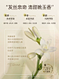 摩洛哥护发精油女防毛躁柔顺修复头发干枯烫染受损持久留香不油腻-tmall.com天猫