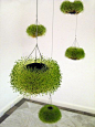 Hanging flower pots - chia seeds Mexico @ MOMA