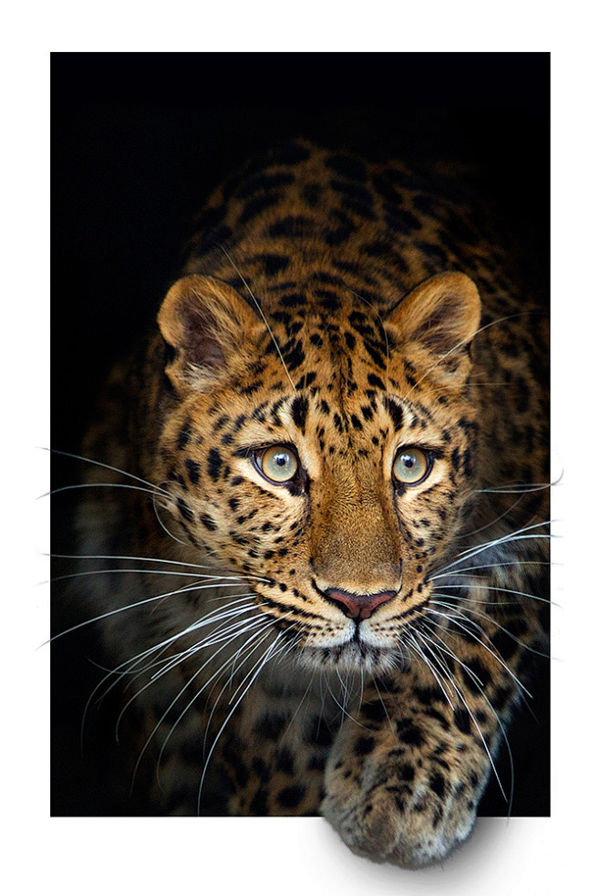 Amur Leopard | Conne...