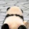 阿阿阿阿鲤