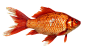 金鱼PNG.png