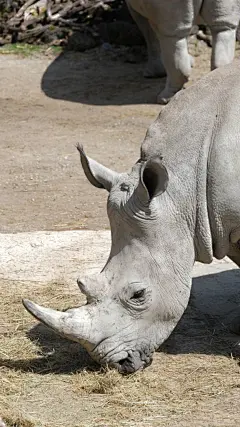犀牛大型动物摄影素材