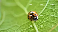 瓢虫 背景 叶子 叶绿素 4K壁纸 动物 自由背景 甲虫 绿色