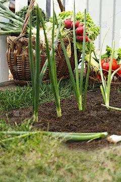 篮子,清新,蔬菜,有机食品,垂直画幅,素食,无人,生食,户外,草