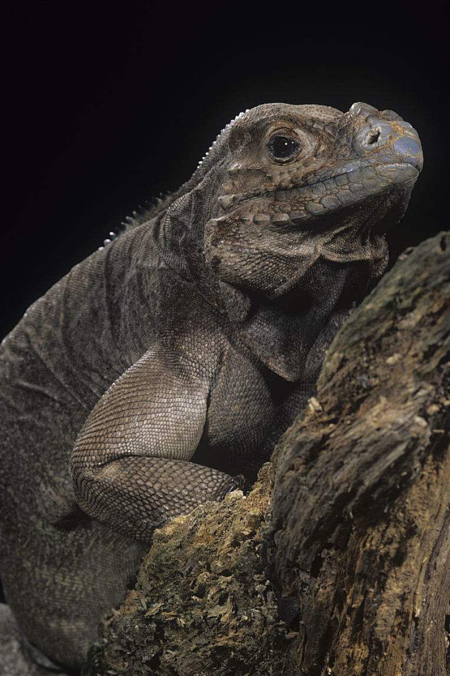 蜥蜴目鬣蜥科圆尾蜥属犀牛鬣蜥