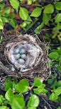 极北朱顶雀的巢，芬兰拉普兰 (© Maximilian Buzun/Alamy)

2020-04-30

 3731