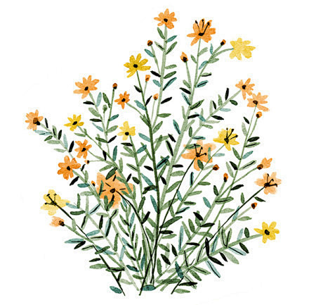 花语