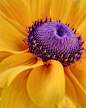 ~~A Beautiful Black Eye ~ macro of a Black-Eyed Susan, coneflower by Heidi Smith~~