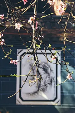 丽江之春