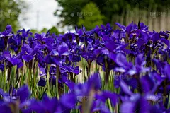 紫色的鸢尾花