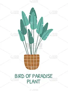 矢量孤立卡通插画的家热带植物天堂鸟，strelizia，在一个锅或篮子。