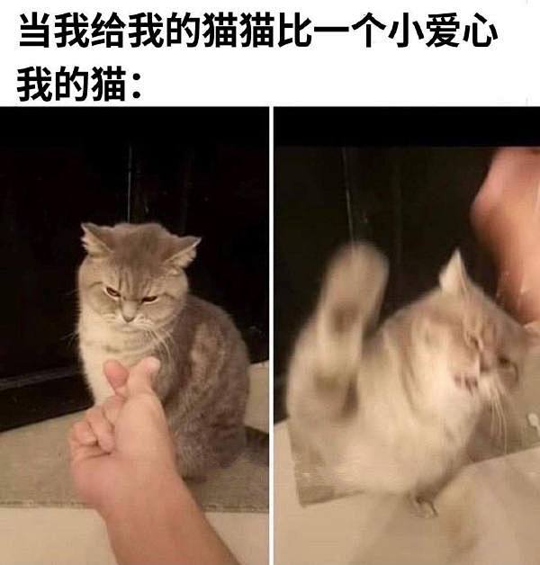 我是一只海豹
猫猫想起了它丢的蛋