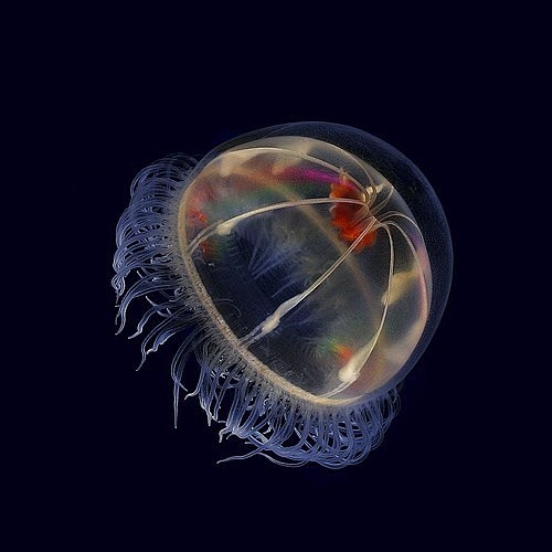 jelly | • EARTH SONG...