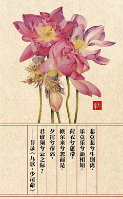 樱翼君采集到花朵素材