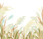手绘水彩芦苇丛植物透明背景免抠PNG图案 装饰PS设计合成素材 (73)