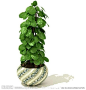 3DMAX室内植物 景观植物 观赏植物 盆栽植物 3D素材  阴生植物 室内花草  绿化 装饰 高清度 素材