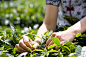 Young Woman Picking Tea, Close-Up of Hand by blue_jean_images on 500px