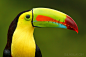 Keel-billed Toucan | Costa Rica【巨嘴鸟‖哥斯达黎加】】