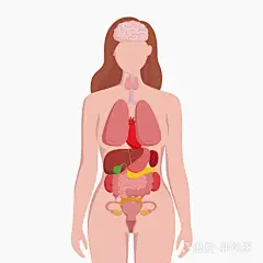 人体女性身体与内脏图式扁平图表海报矢量插图。妇女剪影与肺心脏甲状腺胃肝脏肾脏子宫肚腑胰腺脾脏