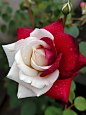 红白玫瑰