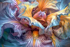 花卉栽培鸢尾花花朵图片摄影图