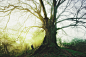 The Secret Beauty Of Trees