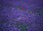 General 1920x1363 flowers lavender puppies red flowers purple flowers