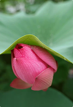 清浅简兮采集到花开堪折