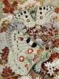 100艺术家20|Paul蝴蝶生态博物画26张收藏 - 小红书