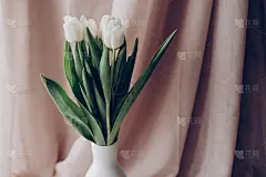 时尚的白色郁金香在极简主义花瓶背景米色织物在柔和的光线。你好spring概念，文本空间。温柔大气的时
