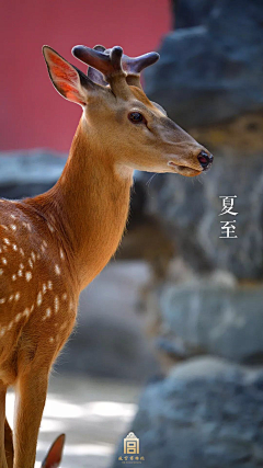 漠燕飞雪采集到故宫博物院