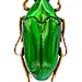 甲虫