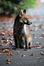 Young Urban Fox by (Disorganised Photographer)