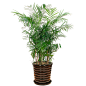 爱优尚大型植物盆栽夏威夷椰子树室内客厅办公室开业花吸甲醛绿植
