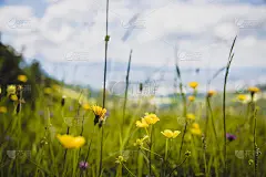 徒步旅行假日概念:春天可爱的鲜花，夏天五颜六色的野花草地
