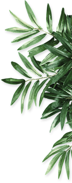 刘小舞采集到植物素材