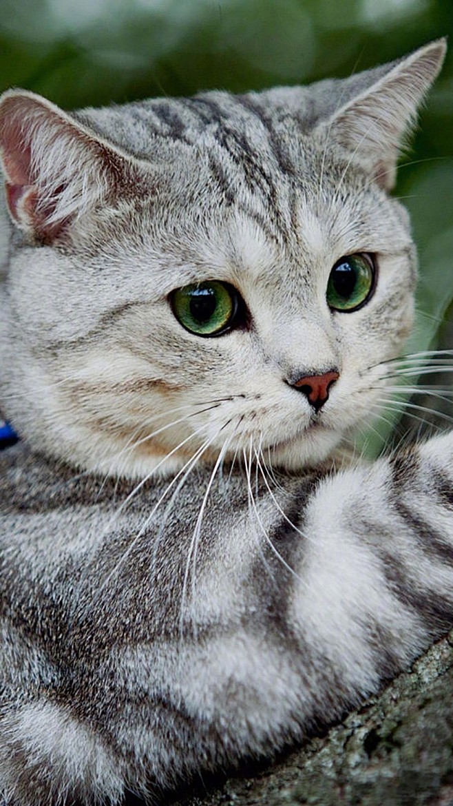 猫了个咪