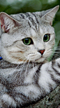 猫了个咪