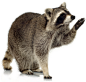 动物素材免抠PNG