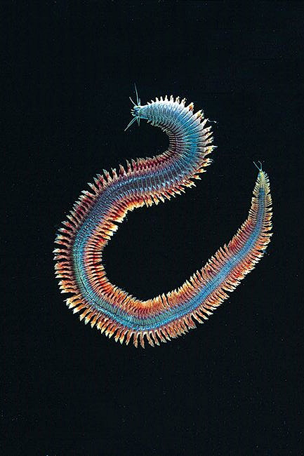 须虫目沙蚕科沙蚕