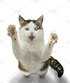 有趣的猫与蓝色眼睛停留在狩猎姿势与张开的嘴和复制空间孤立的白色