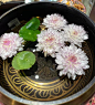 铜钱草+菊花？