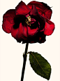 Cartel & Co — Kenji Toma — Flower Encyclopedia 