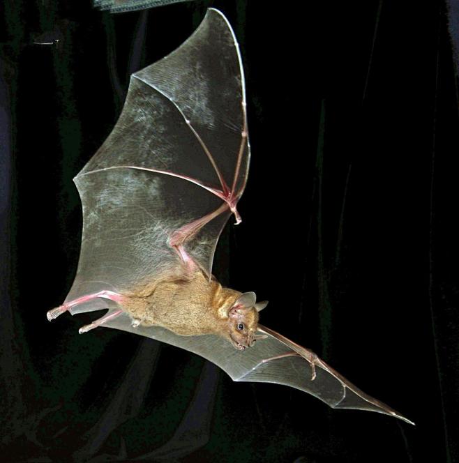 生物翅膀蝙蝠