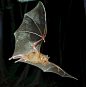 生物翅膀 蝙蝠