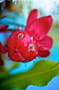 A very unusual flower! by Renee Hubbard: 