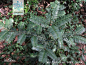 篦子三尖杉--（学名：Cephalotaxus oliveri）为三尖杉科三尖杉属下的一个种，国家二级保护渐危种。
常绿灌木或小乔木，高6m，叶交互对生但排成二列，下表面有2条较绿色边带宽2-3倍的白色气孔带，雌雄异株，种子核果状，单个或2-3个簇生枝顶。分布于江西、广东北部、广西、湖南、湖北、贵州、四川和云南等亚热带低中山地。耐阴喜温凉湿润的环境。多生于山谷、溪旁常绿阔叶林或常绿落叶阔叶混交林下。花期3至4月，种子9至10月成熟。
篦子三尖杉树形美观，枝叶四季浓绿，是美化环境最为理想的观赏性稀有名贵树种