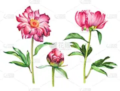 水彩手绘套红色粉红色牡丹花白色背景隔离
