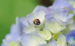 美丽清雅的绣球花桌面高清壁纸桌面壁纸2
