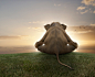 田地,环境,生活方式,自然,野生动物_161133532_Elephant sitting in grass enjoying sunset_创意图片_Getty Images China